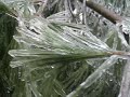 Natural beauty of a damaging storm. This ice storm in Southern New Hampshire on December 11 and 12 caused power outages that continue beyond a week past the storm. This video presentation gives some of the beauty of the storm.