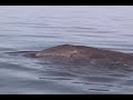 We meet the gray whales