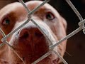 Dog Breed Specific Laws (BSL)... The Outcome