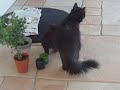 Katzenbabys Dittrich 1