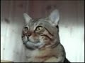 Zimba Tribute with Annagrey Zimba Tribute with Annagrey