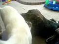 videos de Playing with the dogs