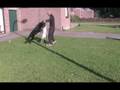 PITBULL AGAINS GERMAN SHEPARD bloodside t.v. part 7