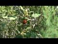 videos de Northern Red Bishop