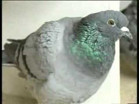 Roy Fox racing pigeons Simply The Best 4