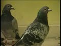 roy fox racing pigeons simply the best 4