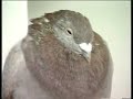 Roy Fox racing pigeons Simply The Best 4 Roy Fox racing pigeons Simply The Best 4