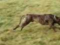 alano espanol play - running