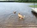 Luna & Laci, the Golden Girls playing in the water Act I