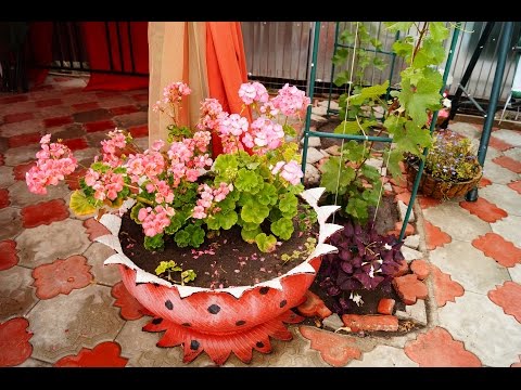 Можно ли сажать в саду герань 39