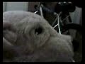 The talking Dog Part !V