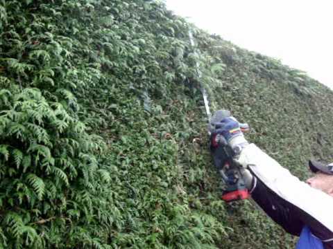 Rückschnitt Tujahecke mit Metabo Akku-Heckenschere  AHS 36 V.wmv