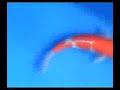 MOV0C1.avi