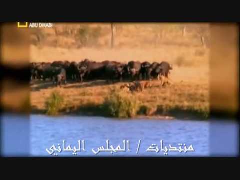 نيك بنات مع حيونات