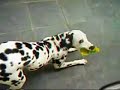 Dalmata Merlinda Dalmata Merlinda