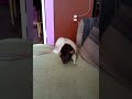 Click here to watch this video Monster Butt