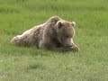 Brown Bears Eating & Relaxing, Katmai NP # 2