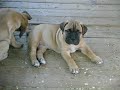 Bullmastiff puppies