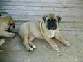 Bullmastiff puppies