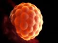Common pregnancy  Symptoms ( Health Guru)