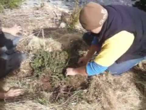 how to transplant juniper ground cover