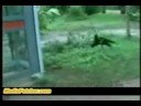 Monkey vs Dog Monkey vs Dog