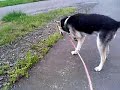 my pet