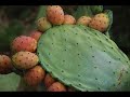 Folklore de msirda \"Arfa\"
