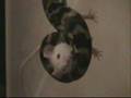 Snake-Eats-Rat-Anima