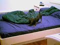 awesinine-chihuahua-shenanigans.html