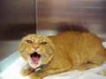 videos de A very unhappy kitty (Screaming Cat)