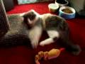 Cat on Catnip