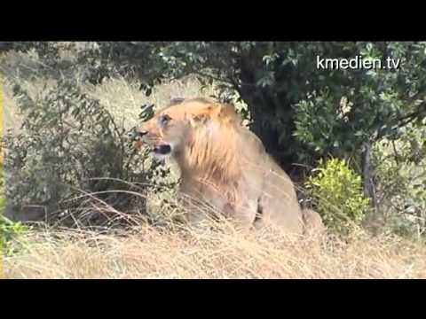 Wilde Tiere in Afrika