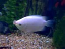 AZ fish