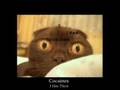 Caturday