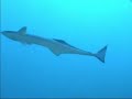 Diving With Friends in Miami Beach