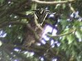 A tawny owl at Baggeridge Country Park, Staffordshire