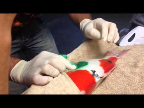 how to cure swim bladder in koi