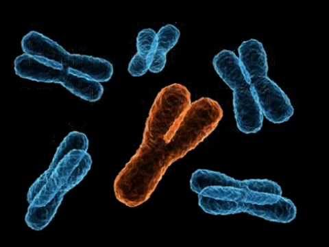 how to get more y chromosomes