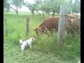 Une fox terrier, des vaches et des chèvres Une fox terrier, des vaches et des chèvres