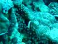 Nimo under Attack?