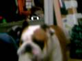 videos de my dog humping pillow take 1