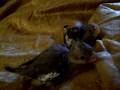 videos de Baby Birdies-Getting Bigger!