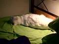 videos de Cat mania