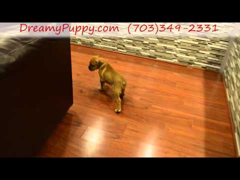 Beautiful Vally Bulldog female puppy