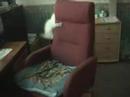 Dogs and cats Dogs and cats