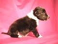 Three Week Old Border Collie Puppies
