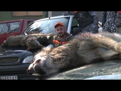 In Serbien ist die Wolfsjagd erlaubt