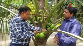 ৩ বছরের নারিকেল গাছে শতাধিক ডাব বাংলাদেশের মাটিতে- খাটো জাতের নারিকেল(Dwarf coconut)