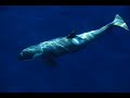 Orcas Orcas